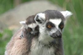 Четыре пары двойняшек родились у лемуров в зоопарке в Новой Зеландии