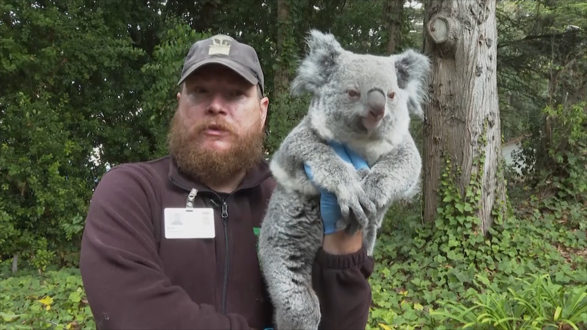 Зоопарки в США сами добывают корм для коал и жирафов