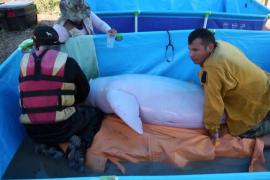 Как в Боливии спасли двух розовых дельфинов