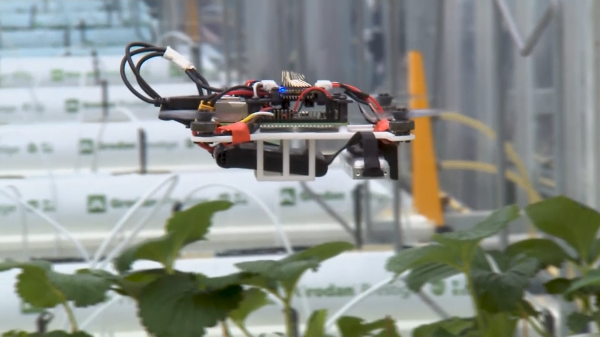Могут ли дроны-опылители заменить пчёл и шмелей?