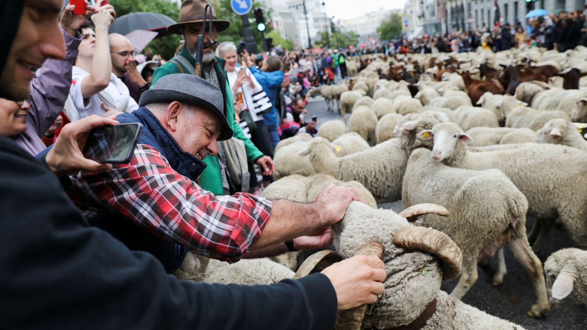 Стада овец заняли улицы Мадрида, вытеснив автомобили