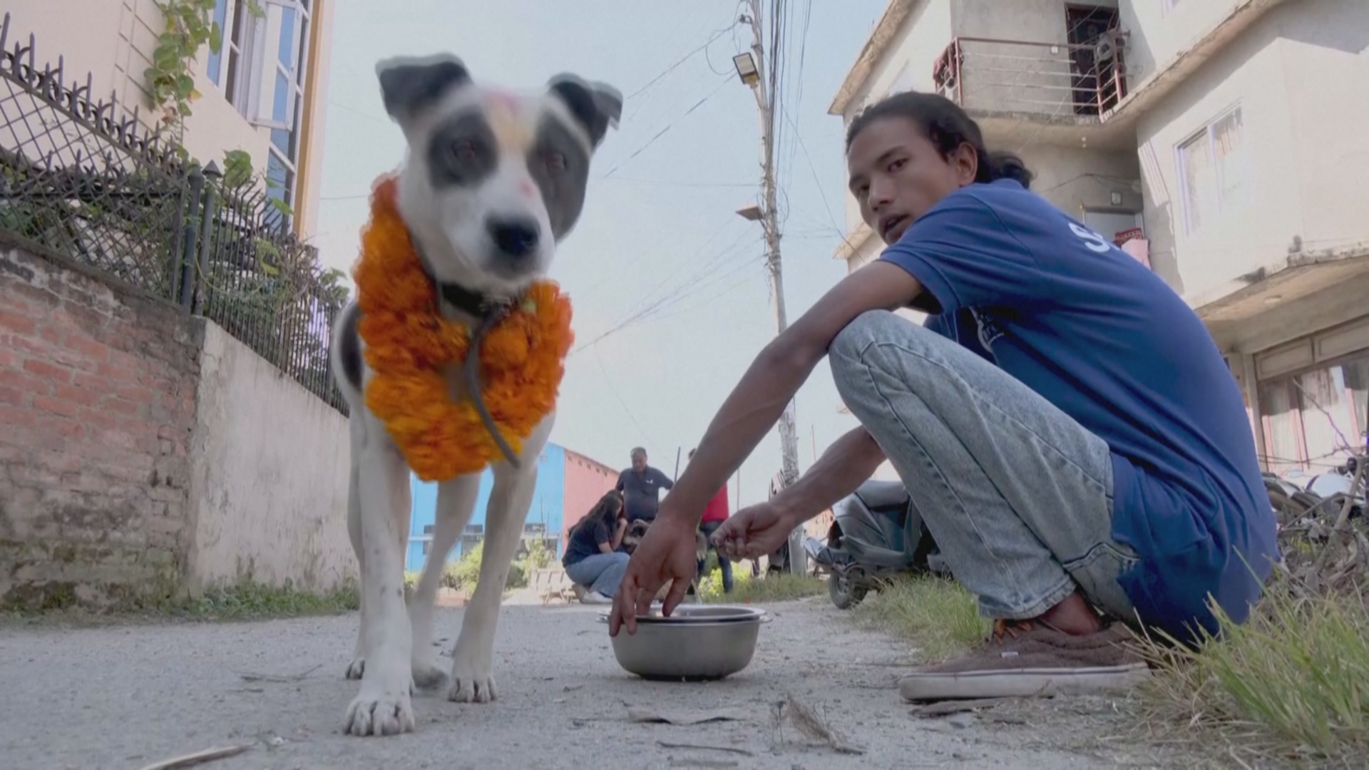 Кормят и украшают: фестиваль собак провели в Непале