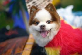Русалки и пираты: маскарад для собак устроили в США