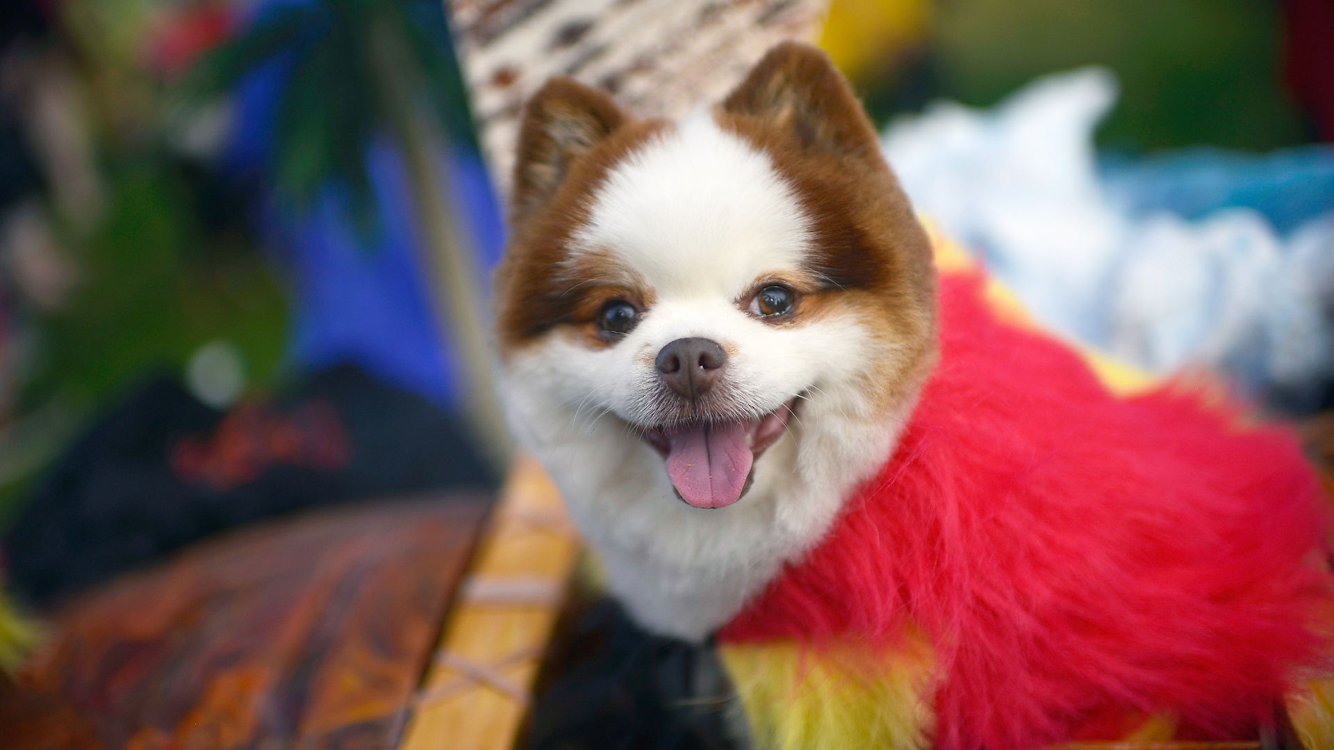 Русалки и пираты: маскарад для собак устроили в США