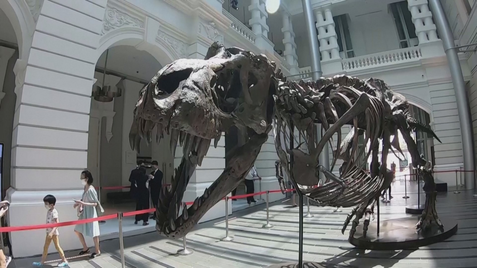 В Азии впервые уйдёт с молотка редкий скелет тираннозавра