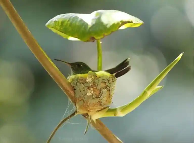 Колибри строит гнездо с крышей. Удивительные фото