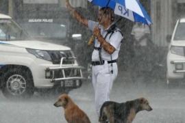 Собаки нашли укрытие под зонтом полицейского