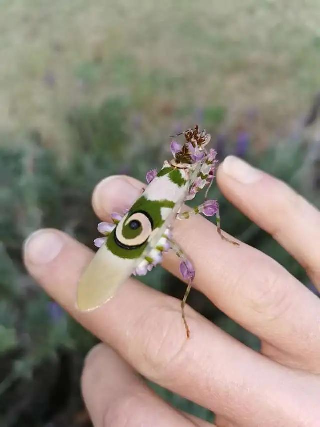 Уникальное насекомое в саду удивило женщину