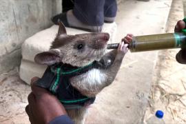 Крыс с рюкзаками учат находить людей в зонах стихийных бедствий