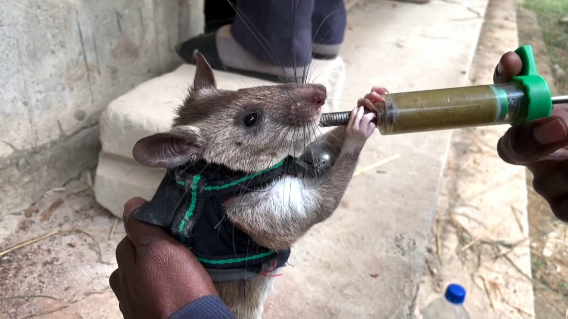 Крыс с рюкзаками учат находить людей в зонах стихийных бедствий