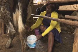 Засуха заставляет жителей африканских городов разводить коз и коров
