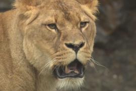 В зоопарке Сиднея из вольера сбежали львы