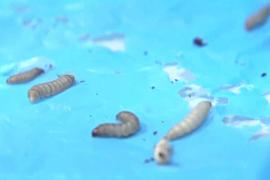 Как восковые черви разлагают пластик: учёные дали ответ