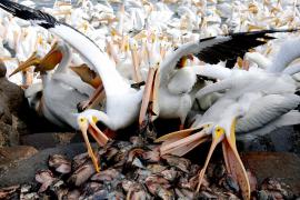 Нахальным пеликанам отдают тонны рыбы в Израиле
