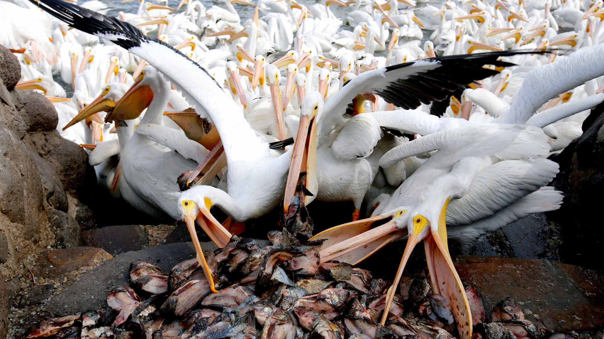 Нахальным пеликанам отдают тонны рыбы в Израиле