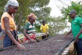 Как кофе помогает возродить тропические леса Мозамбика