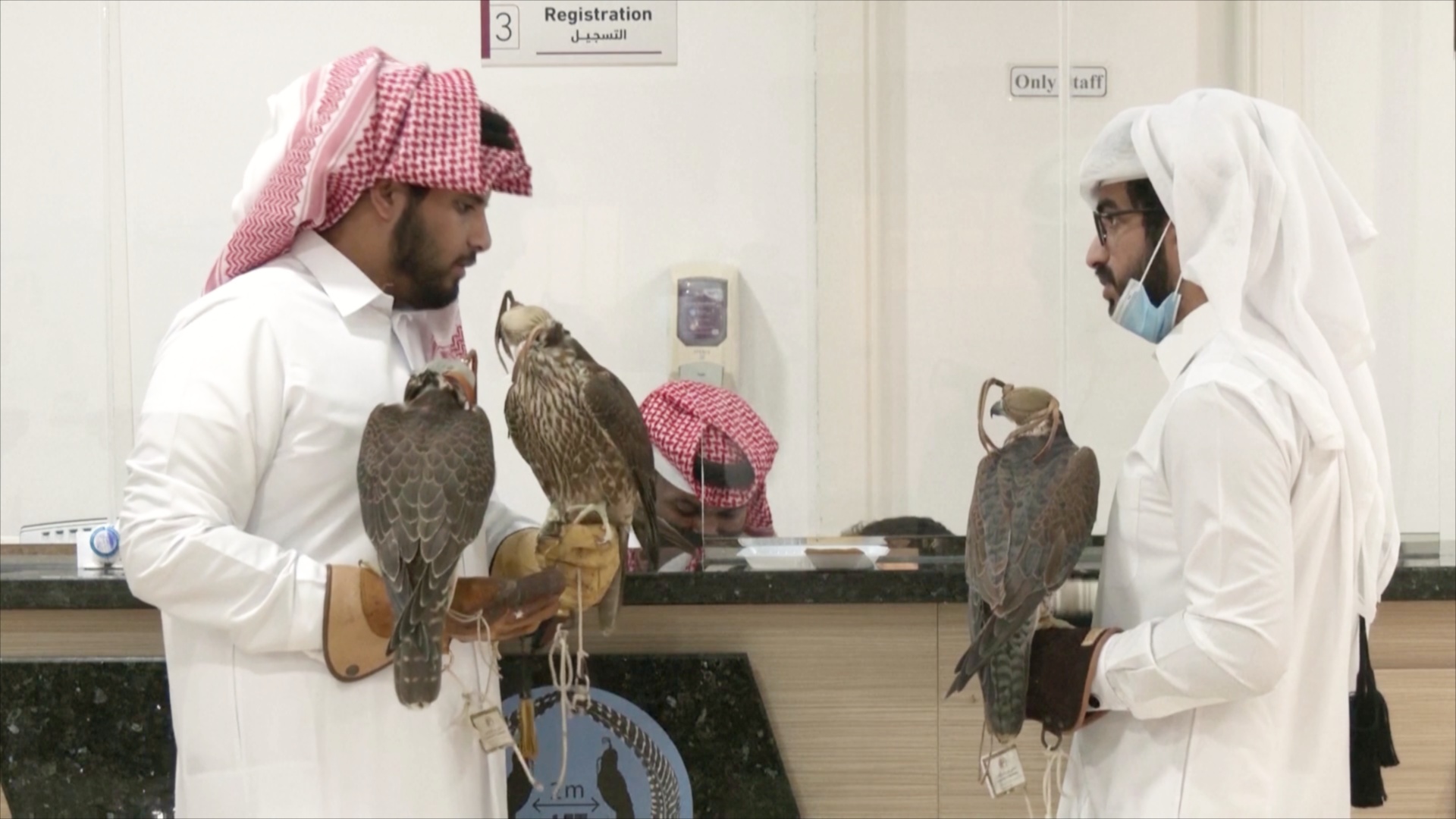 Соколиная клиника в Катаре принимает по 150 птиц в день
