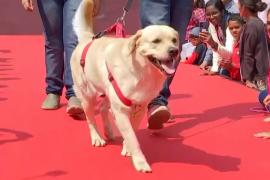 Модное дефиле для собак устроили в Индии