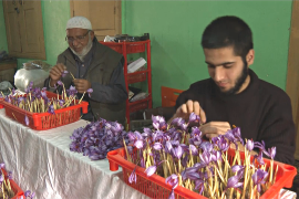 Из-за засухи фермеры Кашмира выращивают шафран в помещении