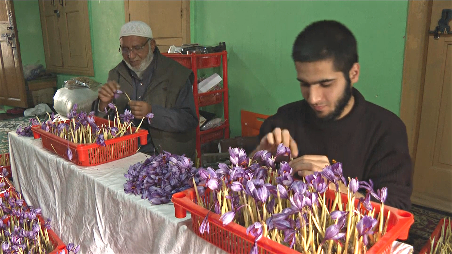 Из-за засухи фермеры Кашмира выращивают шафран в помещении
