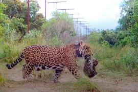 Ещё два детёныша ягуара пополнили нацпарк Ибера в Аргентине
