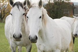 Липицианскую породу лошадей хотят внести в список ЮНЕСКО