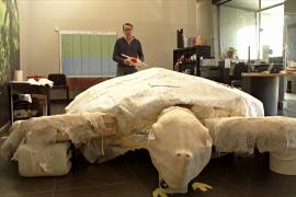Крупнейшая в Европе: останки доисторической черепахи обнаружили в Испании