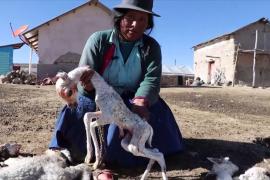 Морозы убили 500 альпака в Перу