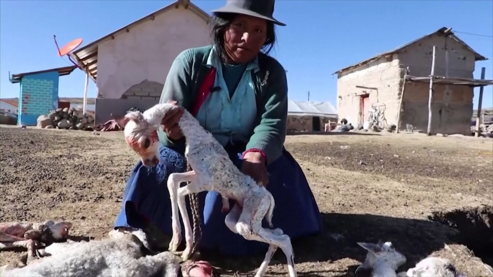Морозы убили 500 альпака в Перу