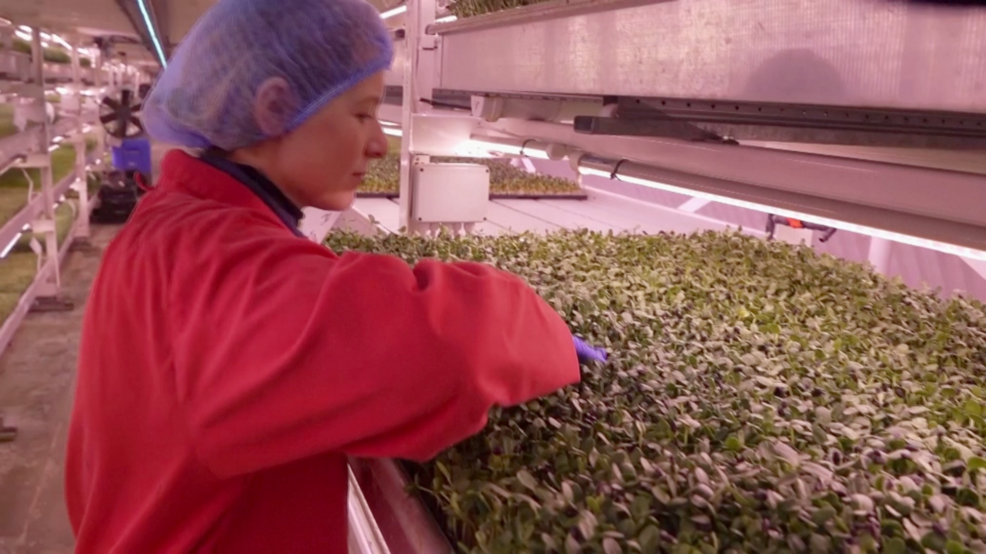 Еда будущего: в лондонском бомбоубежище выращивают салат и рукколу