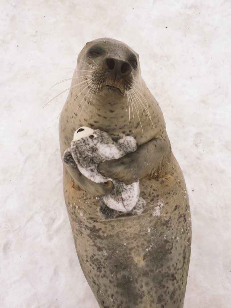 Маленький тюлень обрёл друга-игрушку. Фото
