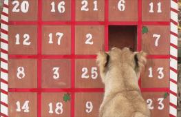 Адвент-календари для львов и сурикатов подготовили в Лондонском зоопарке
