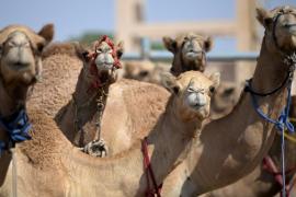 Конкурс красоты среди верблюдов проводят в Катаре