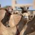 Конкурс красоты среди верблюдов проводят в Катаре