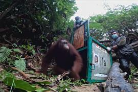 Ещё трёх орангутанов выпустили в дикую природу Калимантана