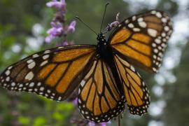 Миллионы бабочек-монархов вновь прилетели на зимовку в Мексику