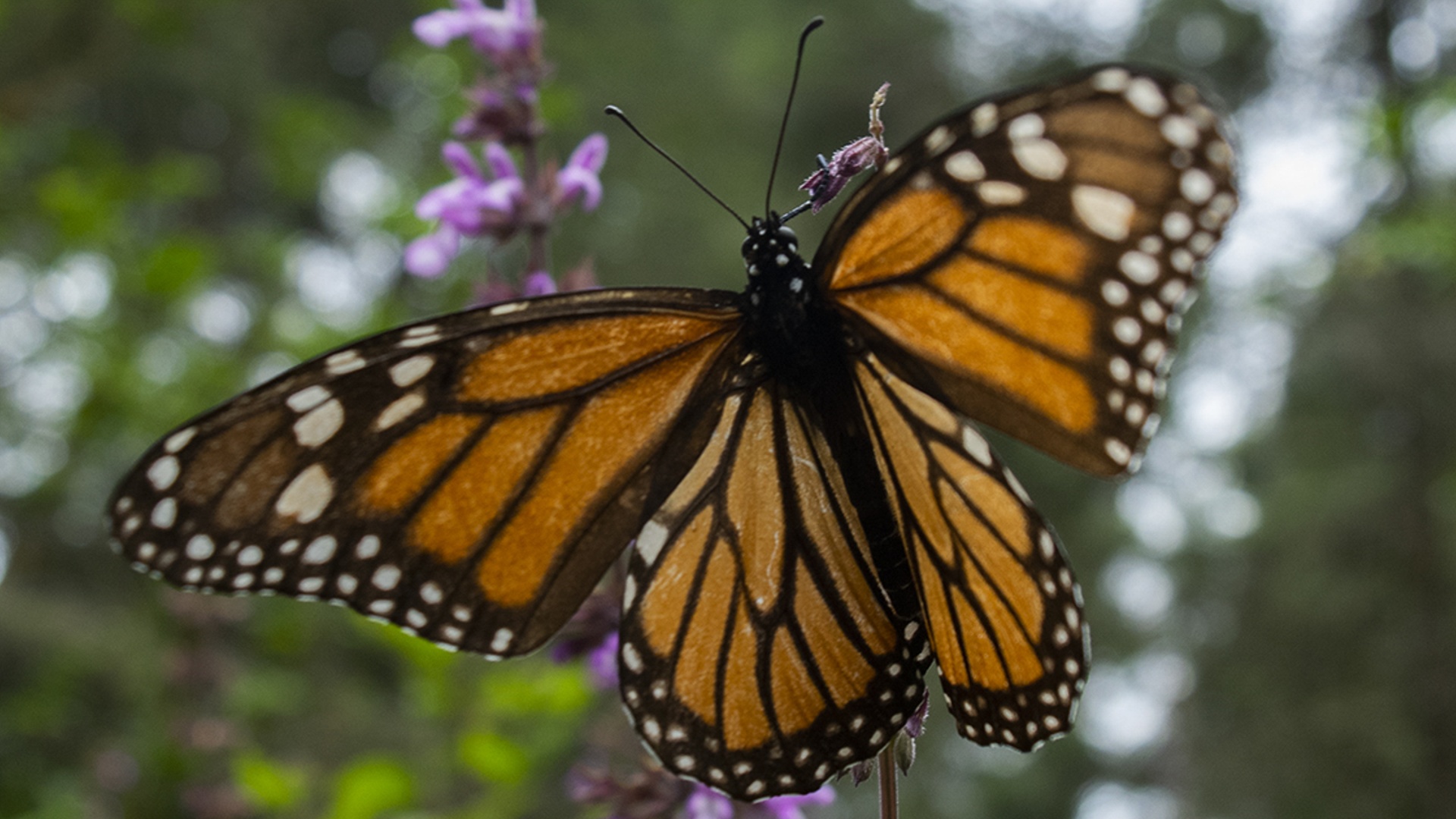 Миллионы бабочек-монархов вновь прилетели на зимовку в Мексику
