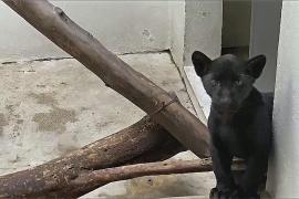 Детёныш чёрного ягуара появился в зоопарке Мехико