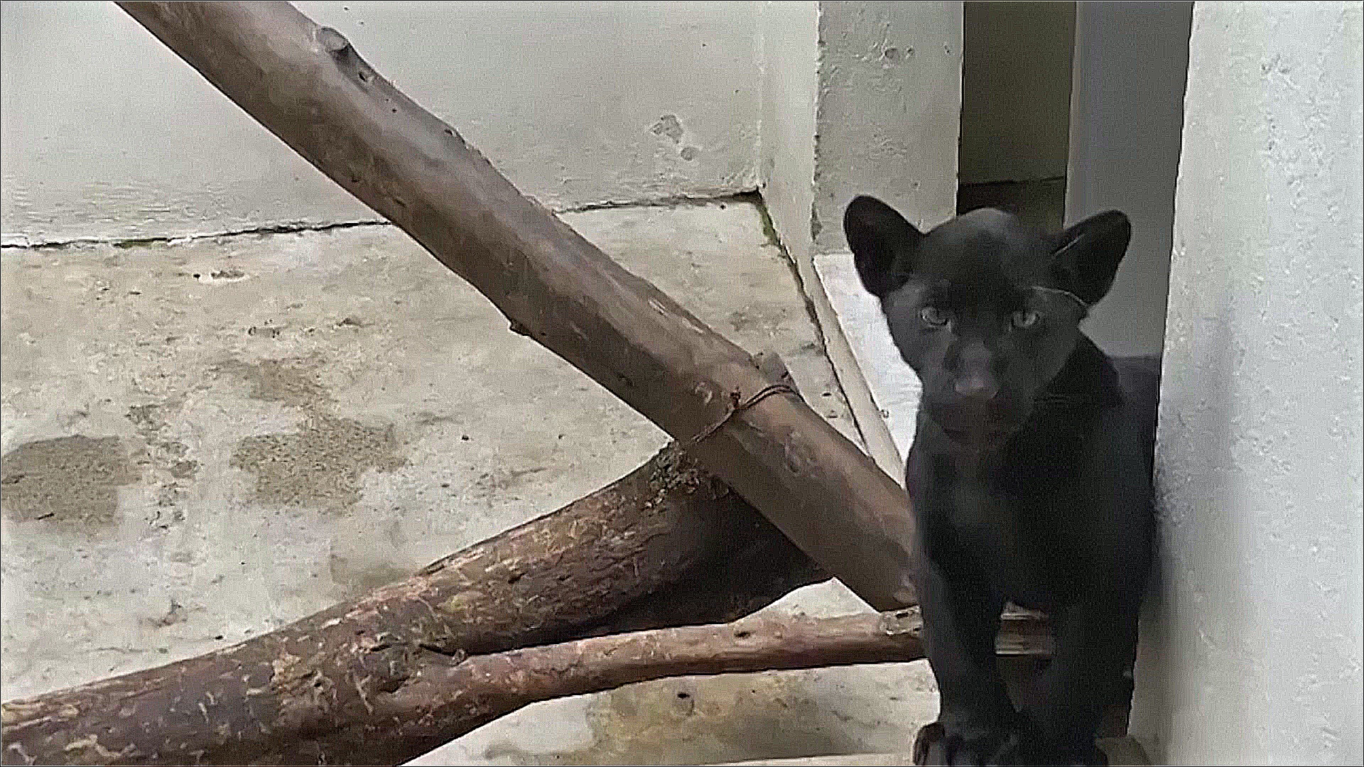 Детёныш чёрного ягуара появился в зоопарке Мехико