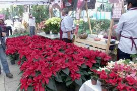 В Мексике цветут пуансеттии – местный символ Рождества