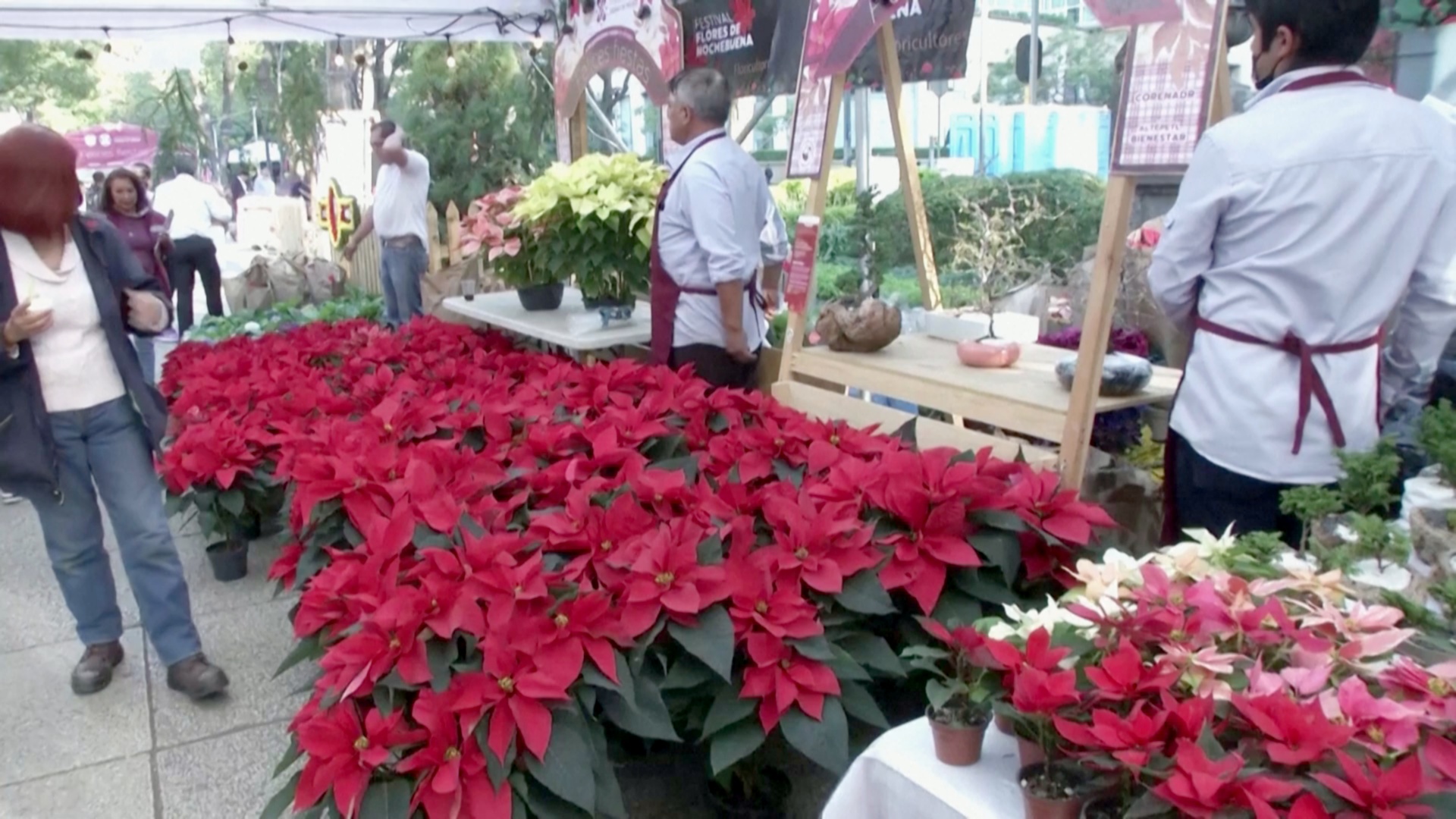 В Мексике цветут пуансеттии – местный символ Рождества
