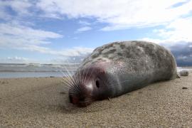 На пляжи Дагестана вымыло тысячи мёртвых тюленей