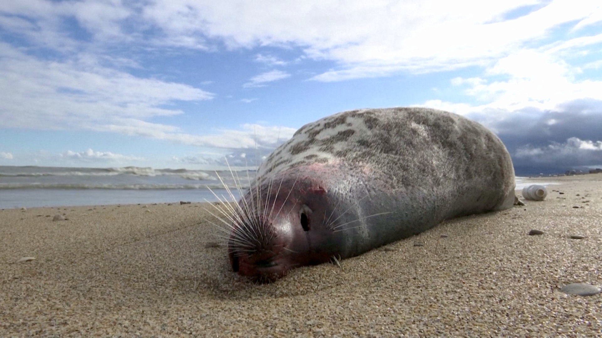 На пляжи Дагестана вымыло тысячи мёртвых тюленей