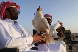 Для катарцев соколиная охота – дорогое увлечение и красивая традиция