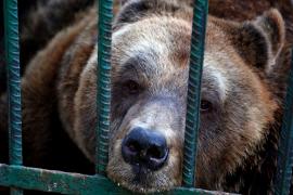 Больше не в клетке: в Албании спасли медведя, которого 24 года держали при ресторане