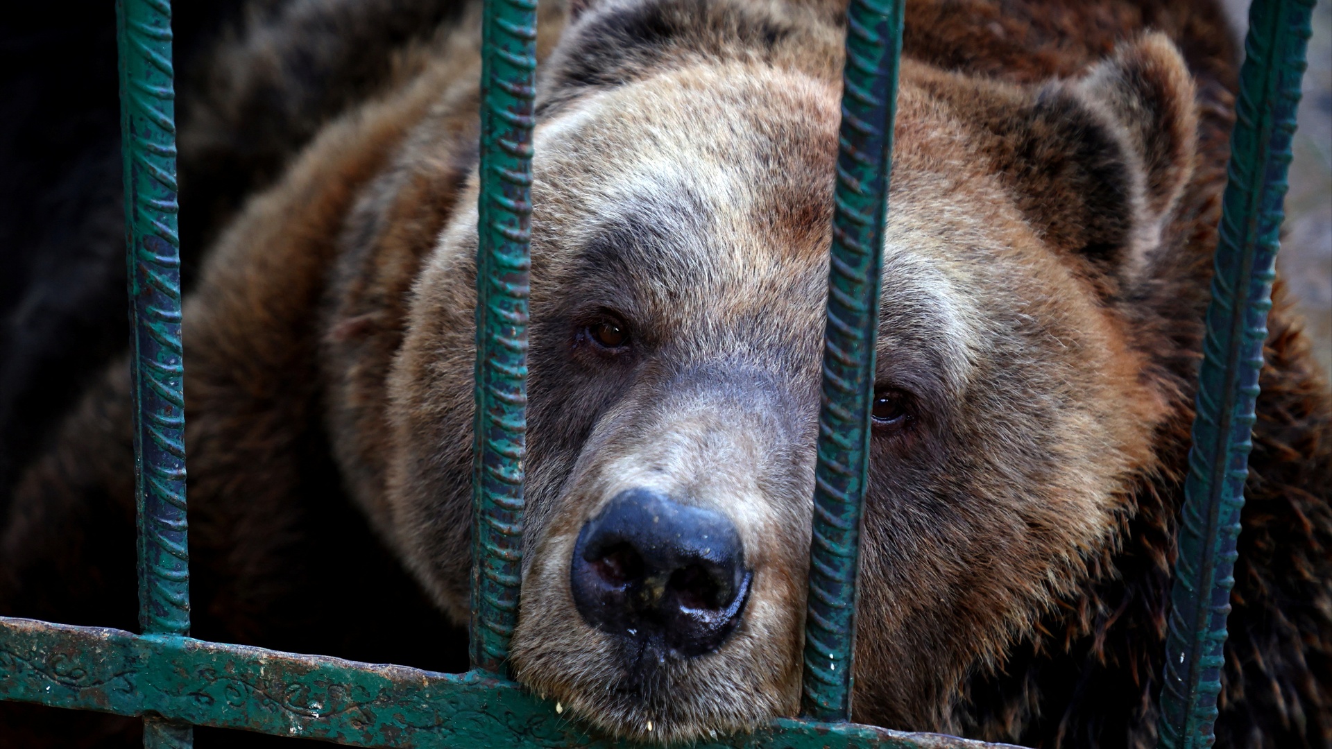 Больше не в клетке: в Албании спасли медведя, которого 24 года держали при ресторане