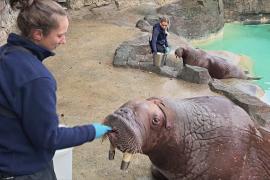 Пара двуязычных моржей осваивается на новом месте