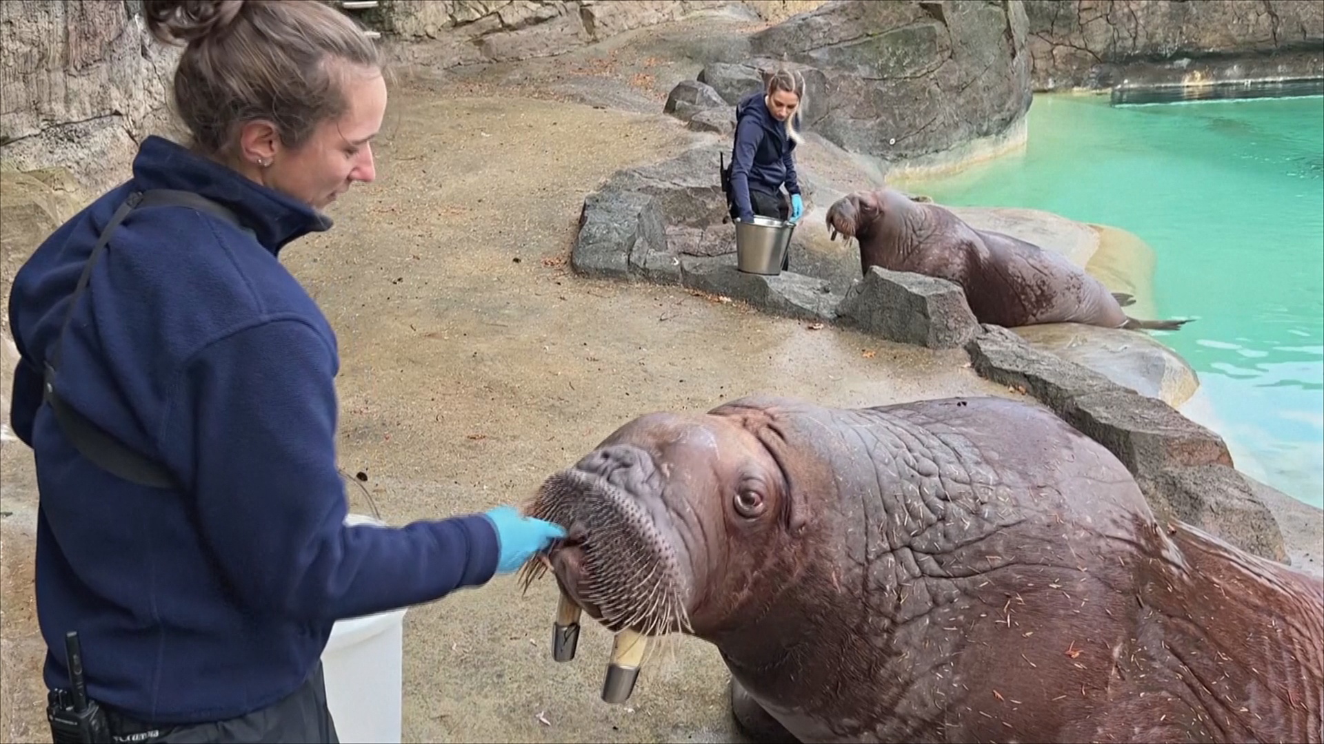 Пара двуязычных моржей осваивается на новом месте Пара двуязычных моржей осваивается на новом месте