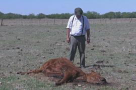 Историческая засуха губит урожай в аргентинской провинции Буэнос-Айрес