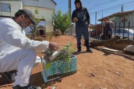 Пчеловод-любитель спасает городских пчёл в Чили
